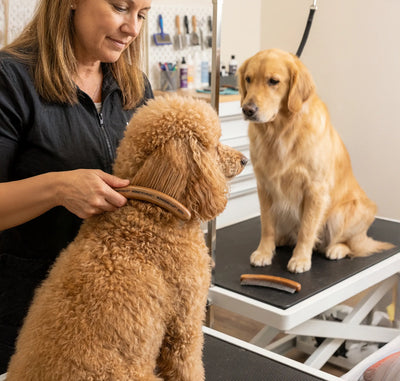 Combs for Every Coat