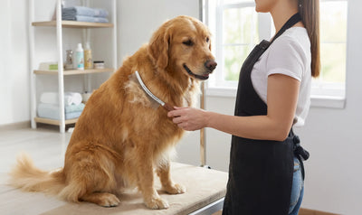 Dematting & Deshedding